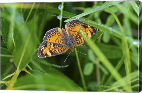 Framed North Shore Orange Butterfly Print