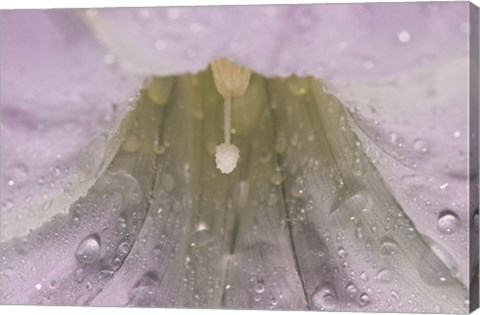 Framed North Shore White Flower Closeup Print