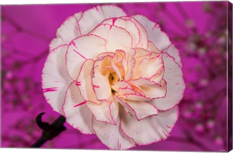 Framed Pink And White Carnation On Magenta I Print