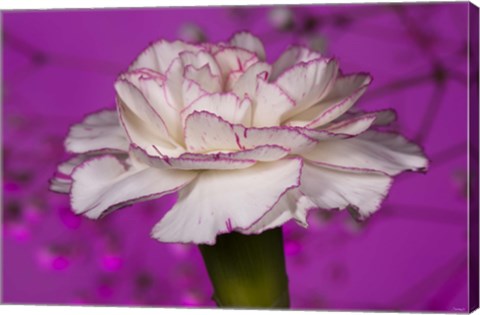 Framed Pink And White Carnation On Purple I Print