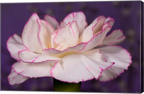 Framed Pink And White Carnation On Purple Closeup Print