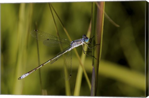 Framed Dragonfly And Blades Of Grass Print