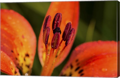 Framed Red And Black Flower Stamen Print