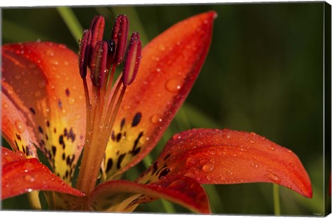 Framed Red And Yellow Lily With Black Specks Print