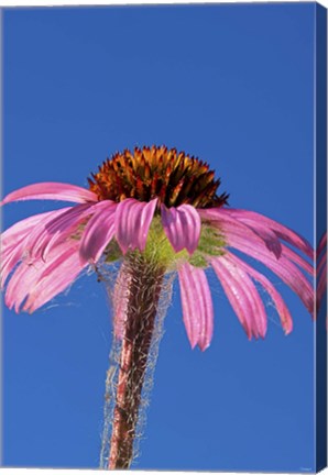 Framed Pink And Red Flower On Blue Print