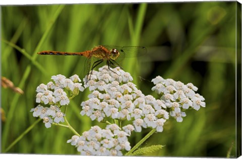 Framed Orang Dragonfly On White Wild Flowers Print