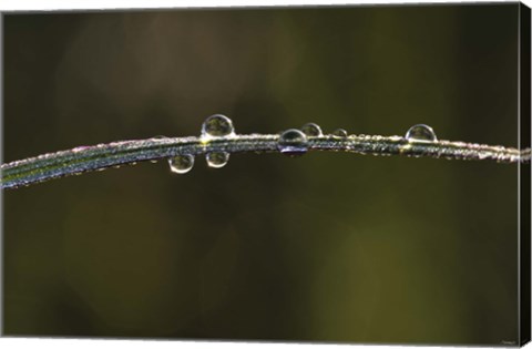 Framed Morning Dew On Blade Of Grass Print