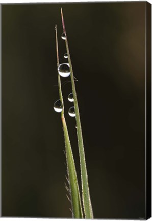 Framed Morning Dew On Blades Of Grass Print