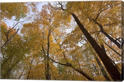 Framed Yellow Fall Trees From Below I Print