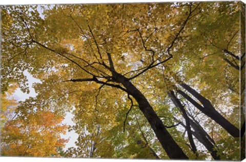 Framed Yellow Fall Trees From Below II Print