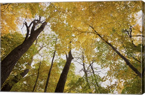 Framed Yellow Fall Trees From Below III Print