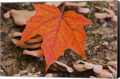 Framed Fallen Red Leaf Print