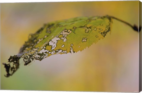 Framed Green And Yellow Leaf Closeup Print