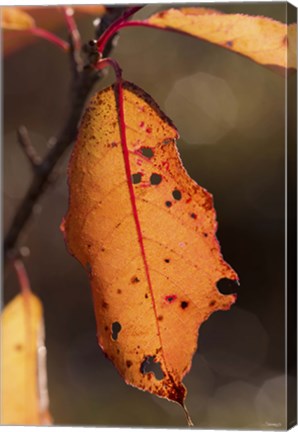 Framed Orange Fall Leaf Hanging Print