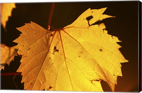 Framed Yellow Fall Leaf Hanging Print