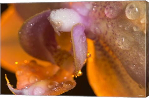 Framed Dew On Pink Spotted Flower Print