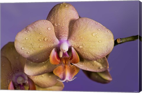 Framed Pink Spotted Flower Print