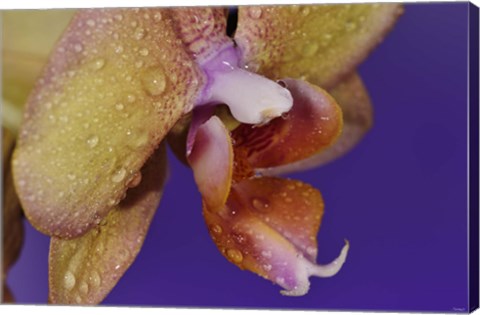 Framed Dew On Pink Spotted Flower Closeup Print