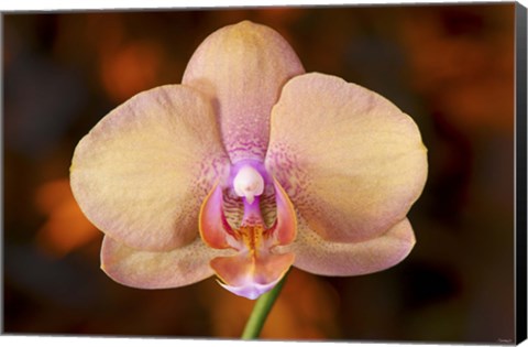 Framed Pink Spotted Flower On Red Print