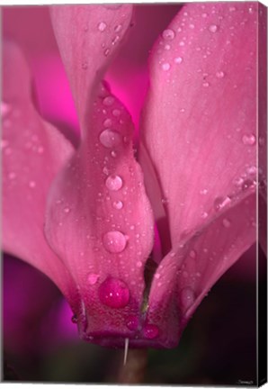 Framed Dew On Magenta Cyclamen Flower Print