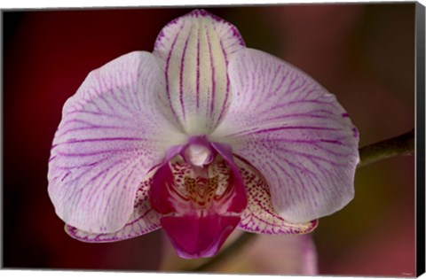 Framed Purple And White Spotted Flower Print