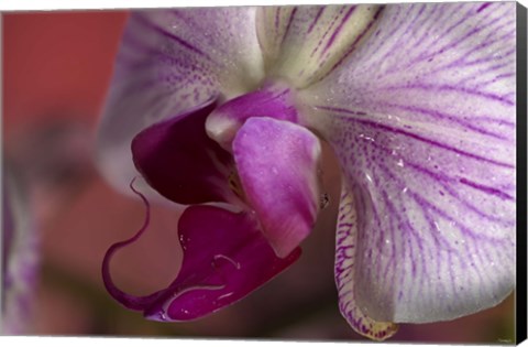 Framed Purple And White Spotted Flower Closeup II Print