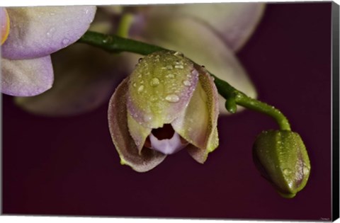 Framed Pink And Yellow Spotted Flower Buds Print