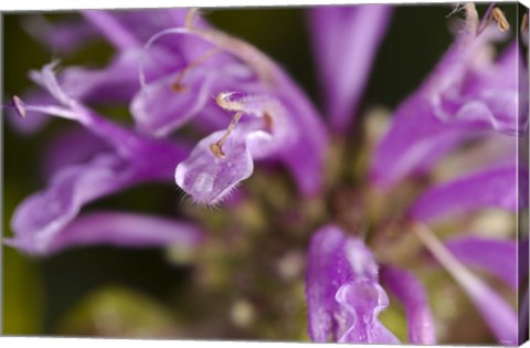 Framed Purple Flower Petals Closeup Print