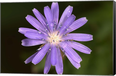 Framed Purple Flower Petals And Dew Closeup I Print