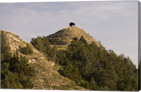 Framed Bison On Mountain Print