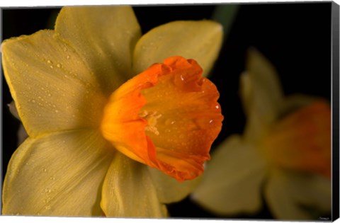 Framed Orange And Yellow Flower Side View Print