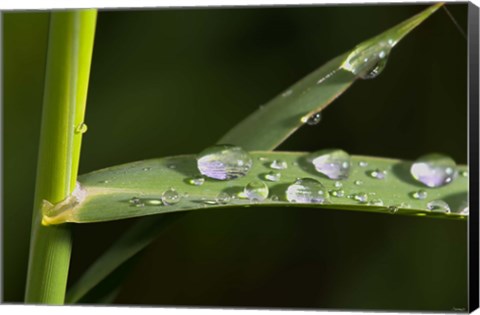 Framed Leaf And Stem With Dew Print