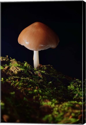 Framed Red Mushroom And Green Moss Print