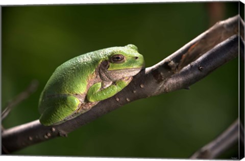 Framed Green Frog On Tree Branch Print