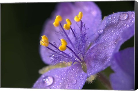 Framed Purple And Yellow Flower After Rain I Print