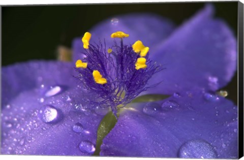 Framed Purple And Yellow Flower After Rain II Print