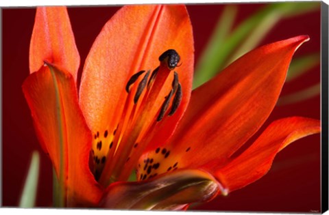 Framed Red Lily With Black Specks Print