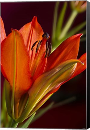 Framed Red And Black Lily Print