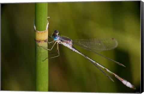 Framed Green Leaves And White Berries Print