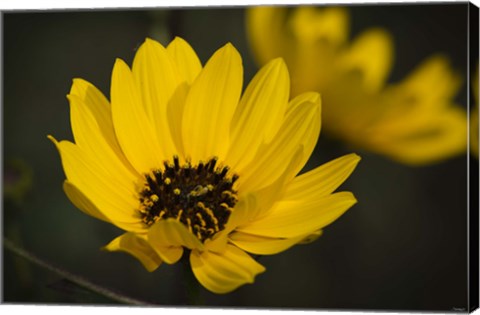 Framed Yellow And Black Flower Bloom Print