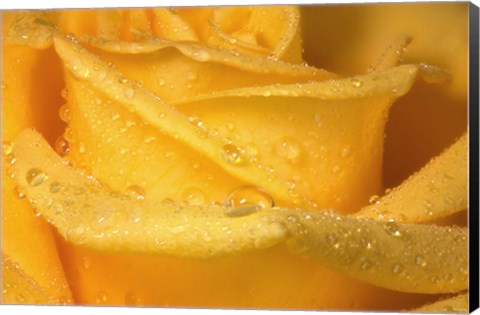 Framed Yellow Rose And Dew Closeup Print