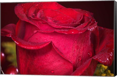Framed Red Rose And Dew Closeup Print