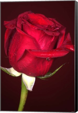 Framed Red Rose And Raindrops Print
