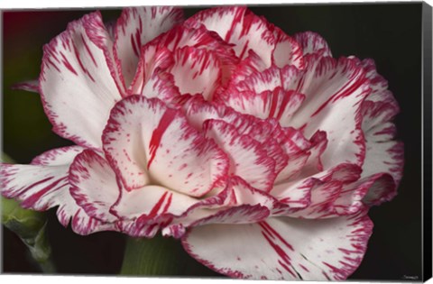 Framed Pink And White Carnation Print