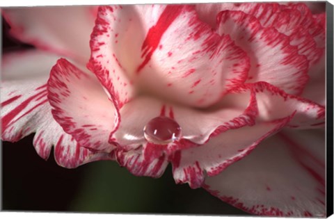 Framed Red And White Carnation And Raindrop Print
