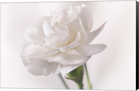 Framed White Flower On Stem Print