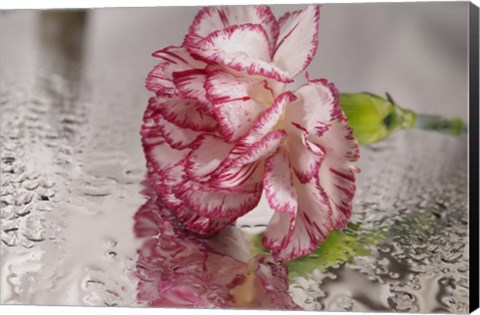 Framed Pink And White Carnation Reflected Print