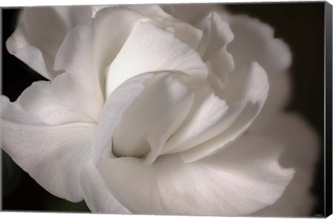 Framed White Flower Closeup Print