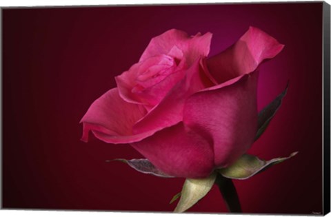 Framed Red Rose On Red Print