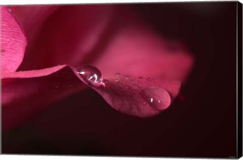 Framed Red Rose Petal And Two Raindrops Print